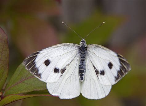 pictures of white butterflies